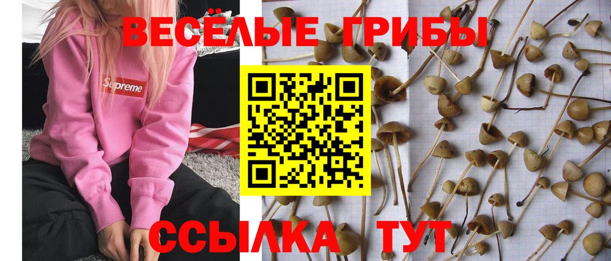 цена   Вход с VPN  Урус-Мартан  Галлюциногенные грибы MAGIC MUSHROOMS 